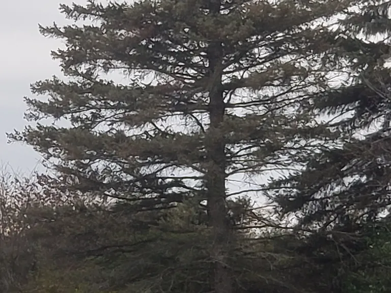 Pines Lapeer West — Photo 15