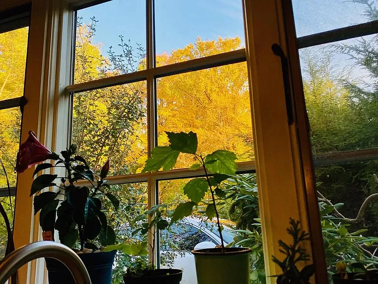 kitchen window