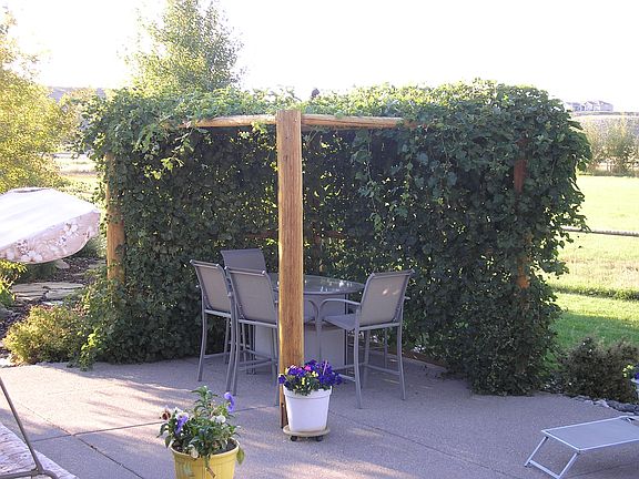 Back Patio Grape Vine Arbor
