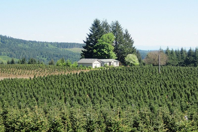 Located in 80 acre tree farm