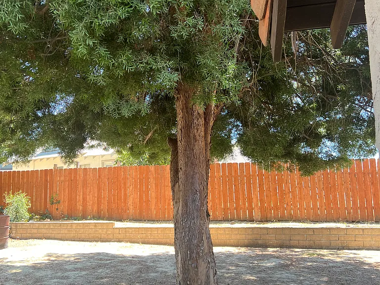 Back yard