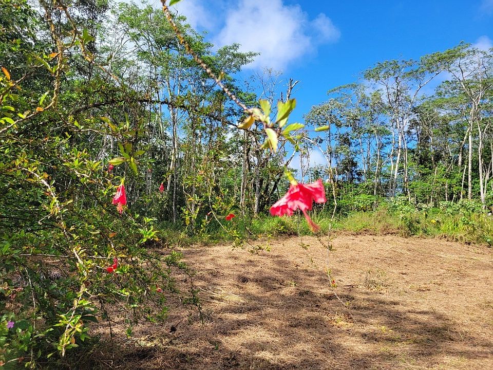 1st image of Plumeria Rd