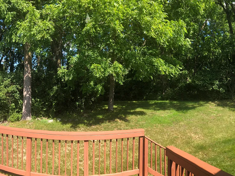 Back Yard Panoramic View - mature black walnuts in the yard!