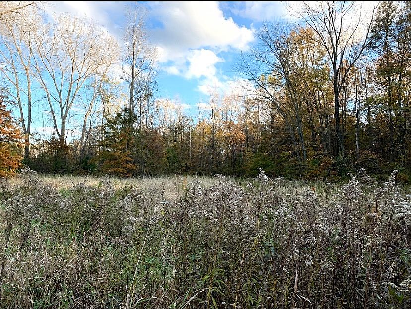 Entrance to middle clearing 