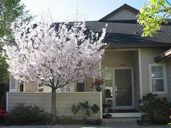 Front in Spring, cherry blsm