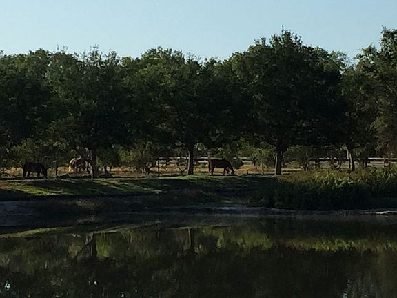 Horses seen from the deck!
