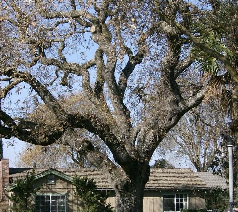 1st image of 657 Madrone Ave
