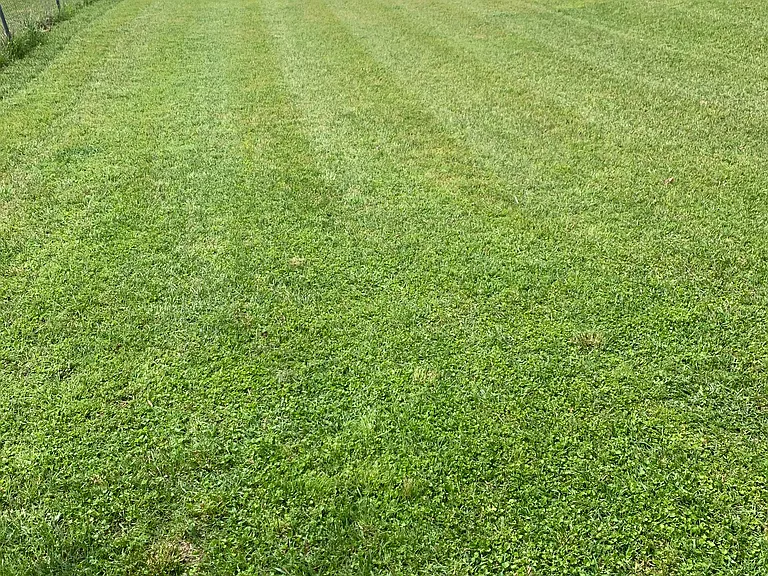 backyard for enjoyment