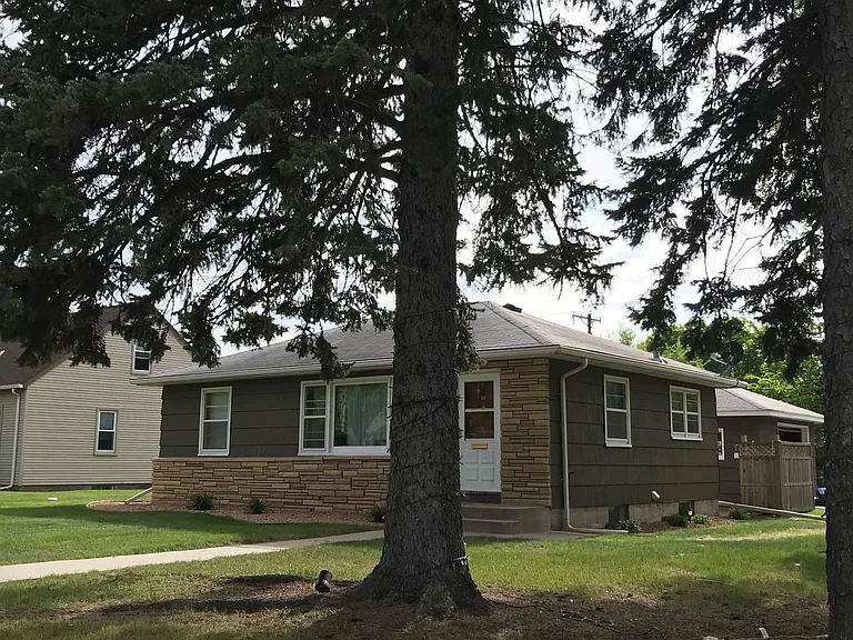 mature pine tree photo from street