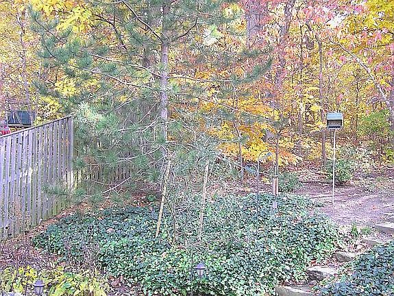 Backyard (left)