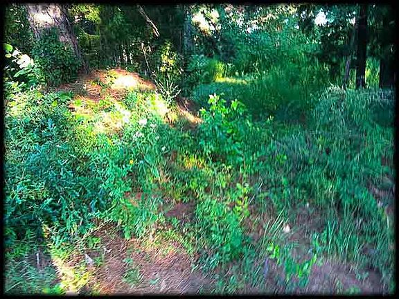 5th image of 17430 State Highway 64 E