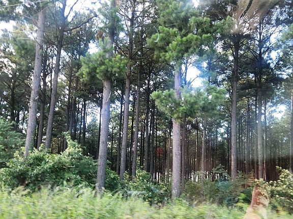 Pine timber covers the entire 20 acres