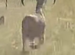 TBD Hegedus Ranch Rd, Rocksprings, TX 78880