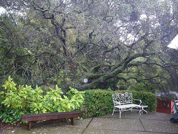 upper yard, oak tree, creek