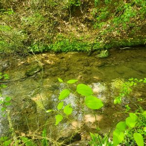 10140 Doublehead Gap Rd, Blue Ridge, GA, 30513