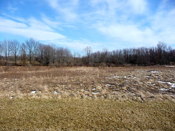Row of trees for privacy