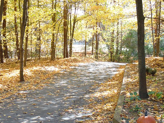 down tree covered drive
