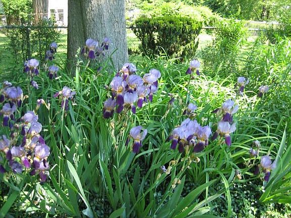 Lush Garden