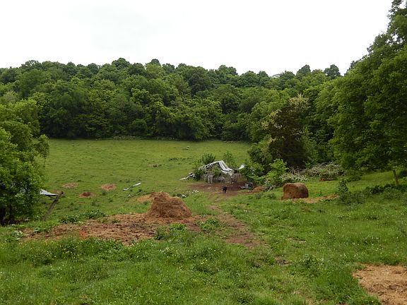 livestock on the property