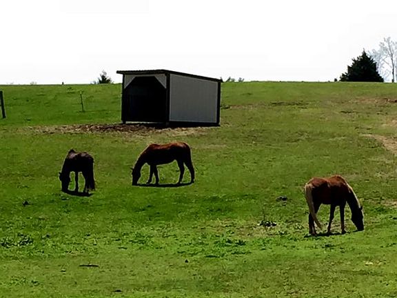 2 custom sheds for horses