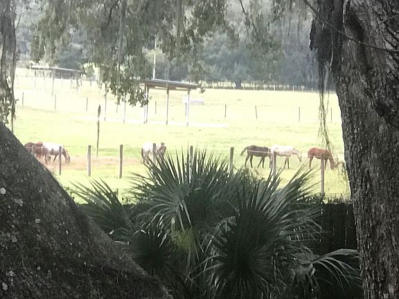 UF/IFAS horses 