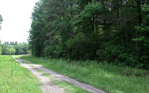 2nd image of Little Sweetgum Ln