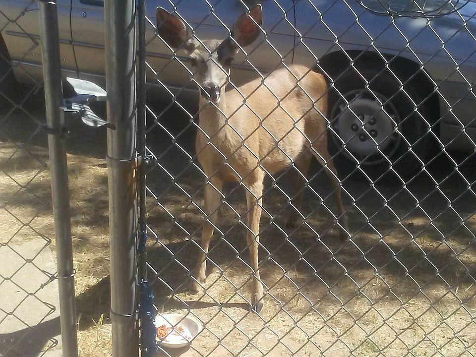 1st image of 230 Ponderosa Ln