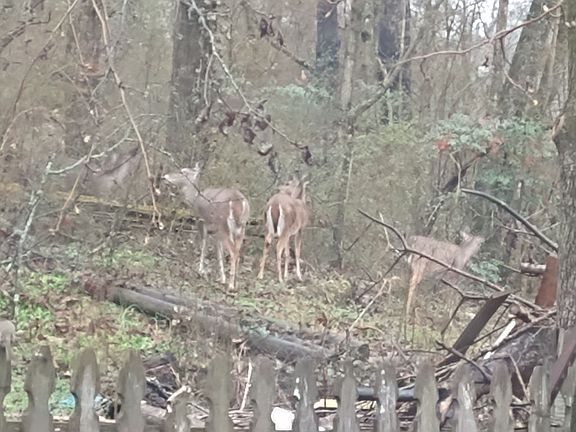 Wild Deer come into our yard