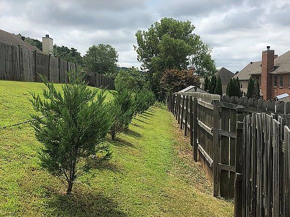 Backyard Emerald Green Trees