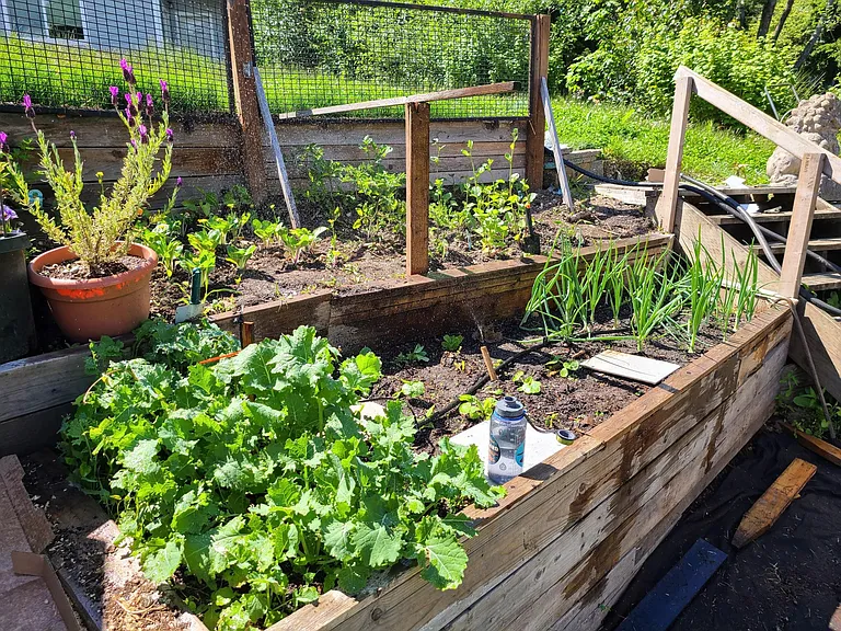 Community Garden