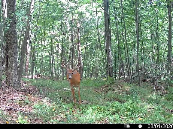 3rd image of 0 Curwensville Grampian Hwy #Wp001