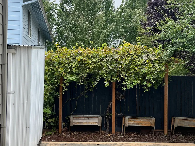 Backyard grape vine