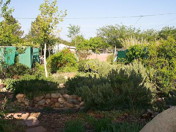 Lush back yard