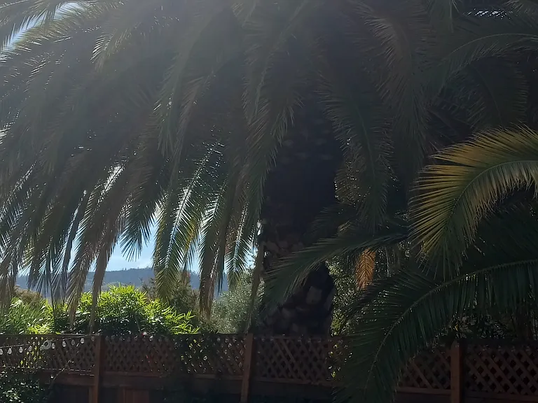 Palm trees all around!