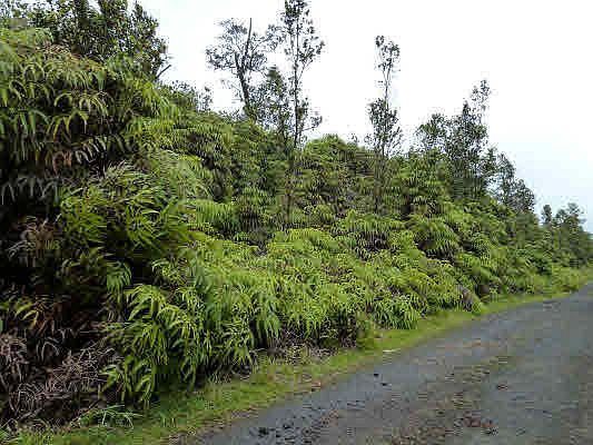 2nd image of Amakihi St Lot 22
