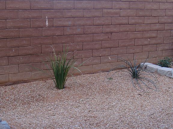 8058 Diamond Gorge Las Vegas Home rental Backyard_03132016