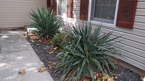 landscaping front entrance