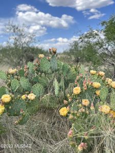 Tbd E Vanessa Way, Oracle, AZ, 85623