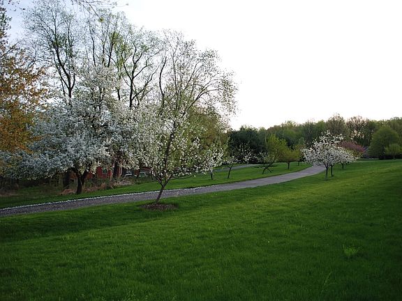 Fruit trees lining driveway