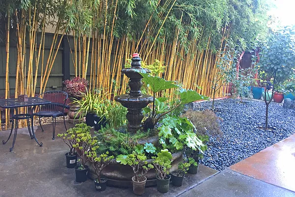 Shared Garden Courtyard