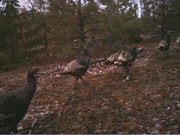Wild Turkeys