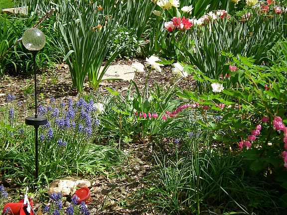 Garden in Spring