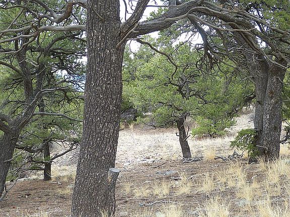 Lots of mature trees.