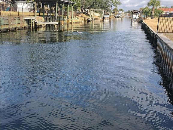 dolphin visitors to the deck