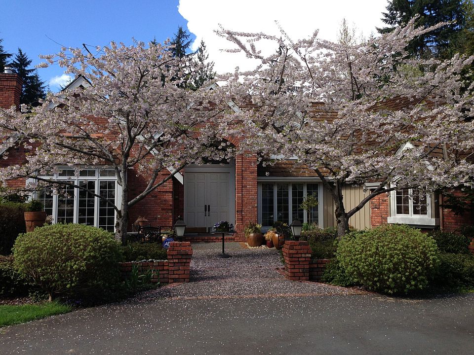Spring Blossoms 2013