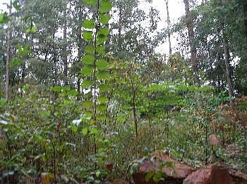 3rd image of 4392 Cary Dr