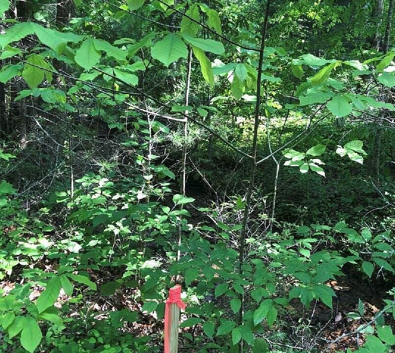 2nd image of Carrs Creek Rd