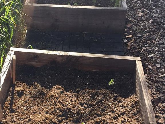 Spring and summer garden