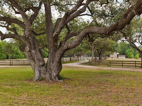 Gorgeous trees on this property