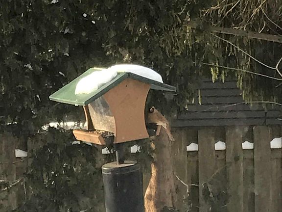 Backyard is filled with birds and wildlife